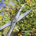 Zenport ZS104 Deluxe Scissors for Garden, Crafts and Horticulture, 8-Inch, Box of 12, red/White (ZS104-12PK)