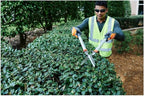 Husqvarna 32" Coarse Shears