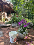 6-8 Gallon Compostable Trash Bags by BioBag, 45 Count, BPI Certified, Meets ASTM D6400 Standards, Made in USA, Medium Kitchen Bin Liners