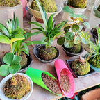 9PCS Bonsai Soil Scoop Plastic Succulent Soil Scoop Indoor Plants Little Small Potting Shovel Bucket Shovel for Garden Planting