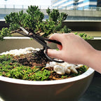 BambooMN Bonsai Basics Set - 7.2" Trimming Shears & 7" Heavy Duty Butterfly Shear - 30 Sets