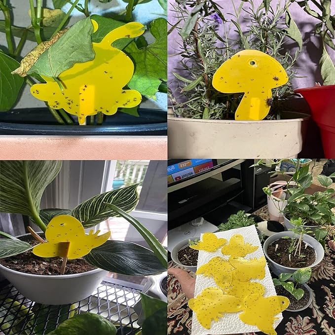 48 Pack Gnat Traps for House Indoor, Sticky Traps for Gnats Fruit Fly Traps for Indoors Plant Gnat Killer Indoor, Gnat Trap Fungus Gnat Sticky Trap Flies Bug Plant Trap