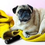 Flint Classic Black Retractable Mini Lint Roller with 90 Extra Sticky Sheets, Small and Portable Lint Roller, Ideal Pet Hair Remover, Travel Lint Rollers for pet Hair Extra Sticky