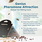 BugMD Pantry Moth Traps (18-Pack) – Pheromone-Based Sticky Glue Traps, Non-Toxic, Kills Indian Meal Moths – Kitchen & Food-Storage Safe - Black