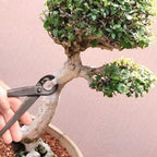 BambooMN Bonsai Tool Kit - 8" Concave Cutter & 8" Knob Cutter - 30 Sets