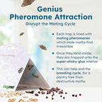 BugMD Pantry Moth Traps (6-Pack) – Pheromone-Based Sticky Glue Traps, Non-Toxic, Kills Indian Meal Moths – Kitchen & Food-Storage Safe - White